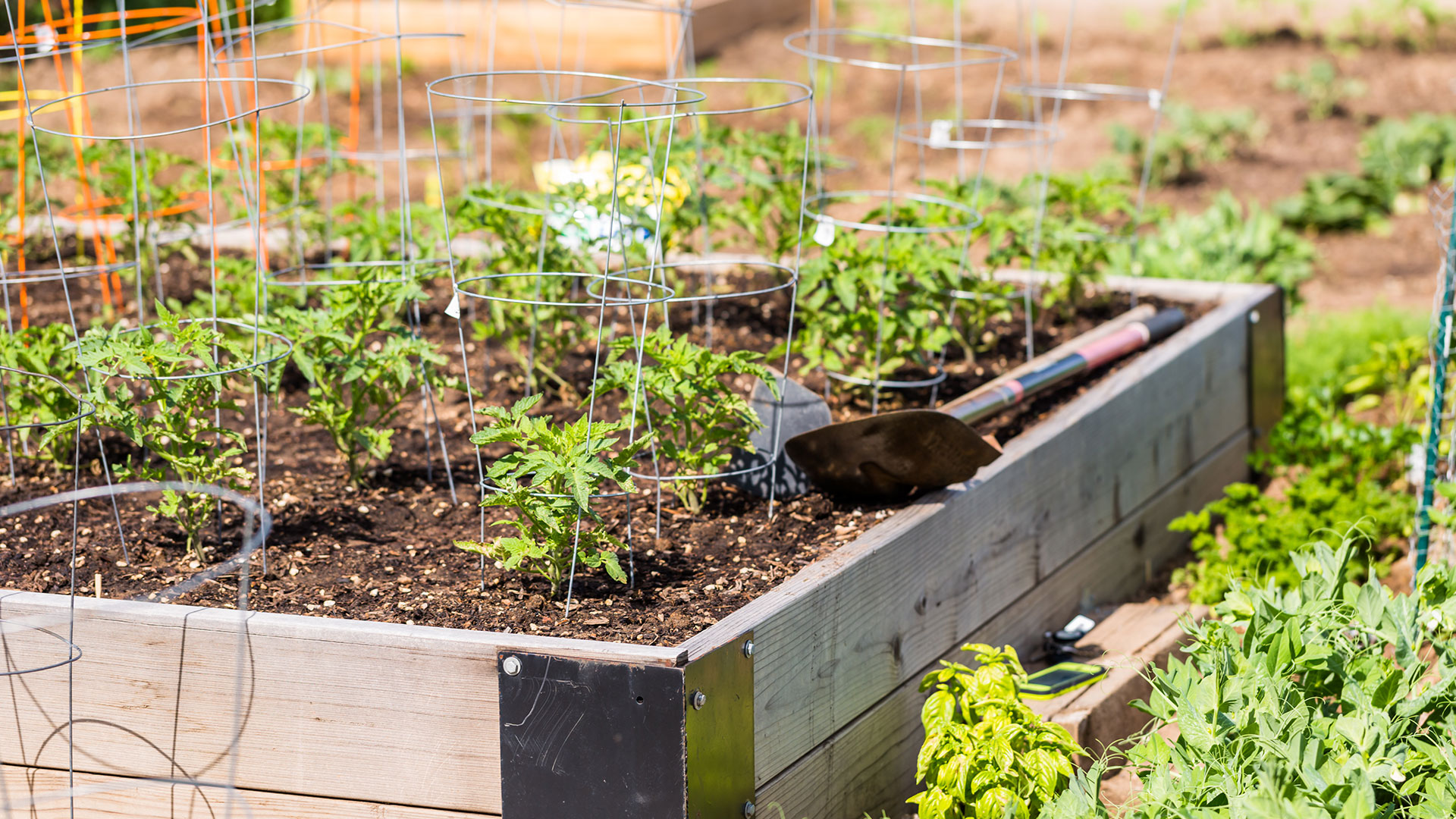 healthy-siouxland-community-garden