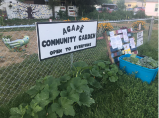 Agape Community Garden Open to Everyone sign on fence and vegetables in ground and in blue tote