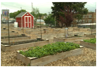 Garden beds with mulch between and a red shed in the background. some beds have metal poles in them. 